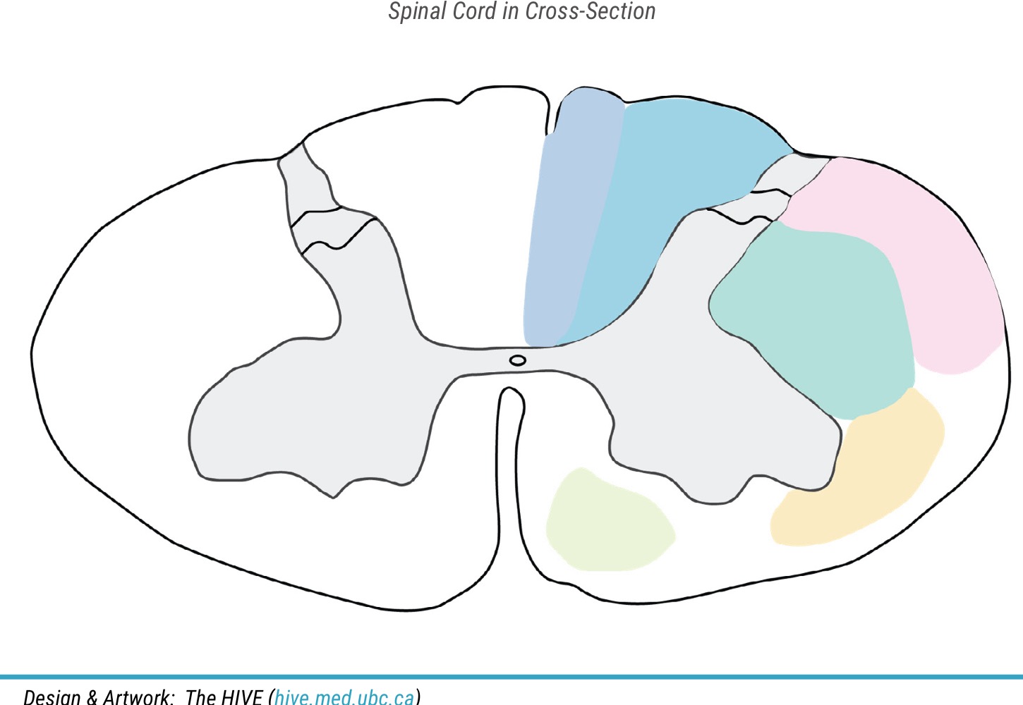 <p>Name light blue area </p>