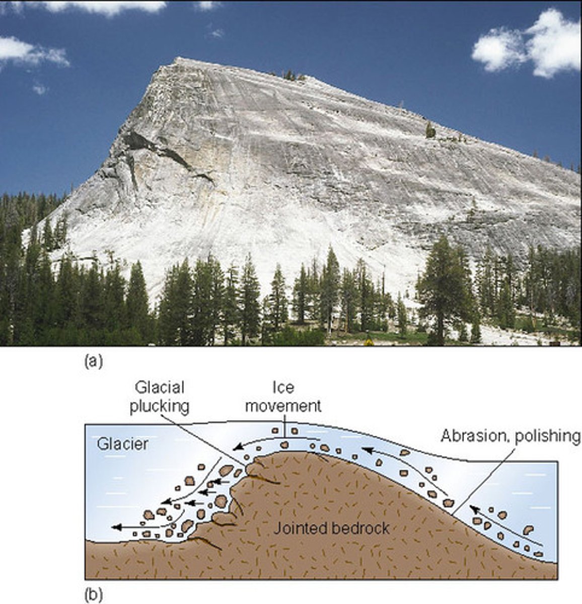 <p>rounded rock projections</p>