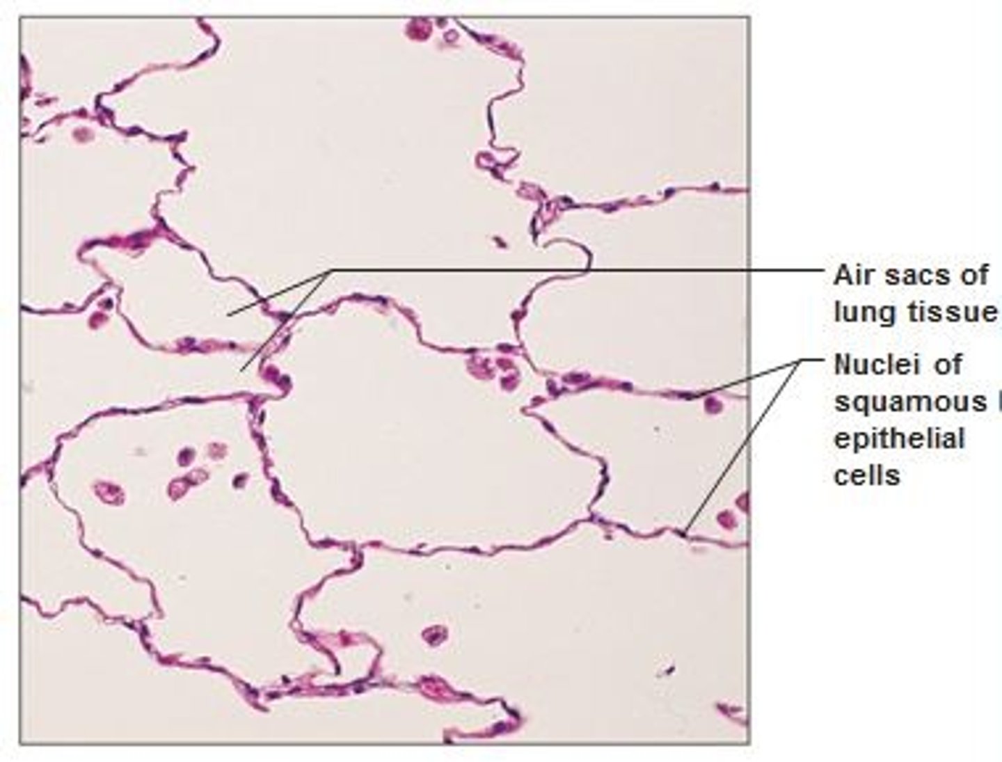 <p>Function: absorption, diffusion, reduction of friction</p><p>Location: capillary walls, eyes, lung alveoli</p>