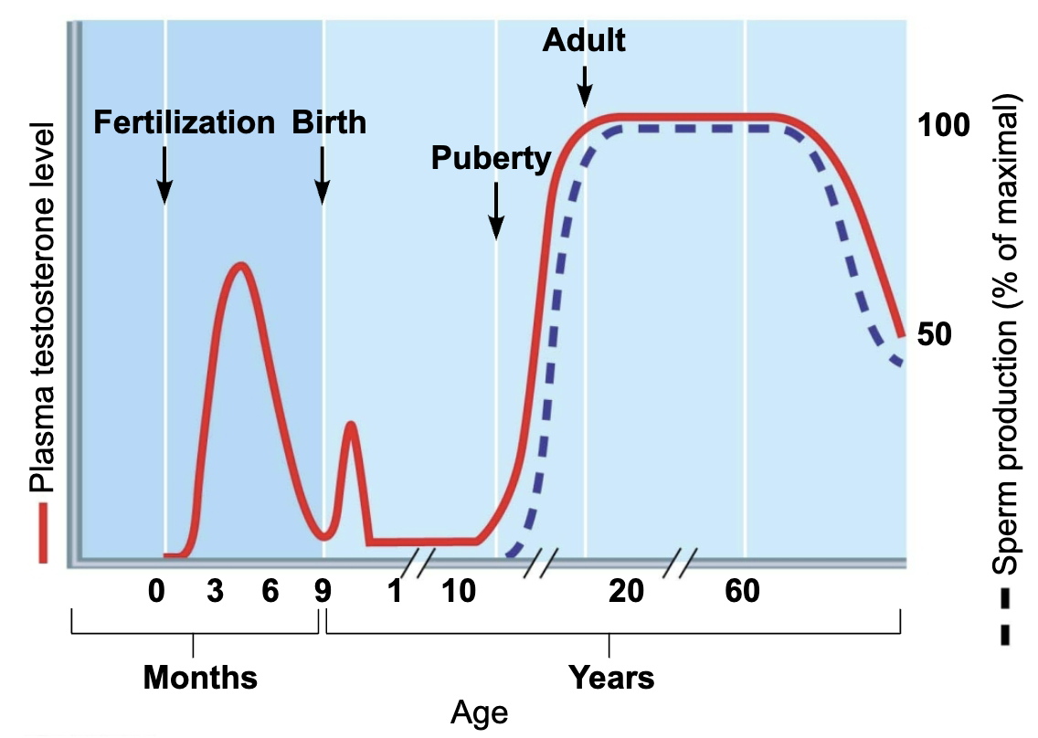 <ul><li><p><span style="color: purple;"><strong><mark data-color="purple" style="background-color: purple; color: inherit;">Before birth</mark></strong></span> → male infant has testosterone levels 2/3 of adult </p></li><li><p><span style="color: purple;"><strong><mark data-color="purple" style="background-color: purple; color: inherit;">After birth</mark></strong></span> → levels recede and remain low through childhood until puberty </p></li></ul><p></p>