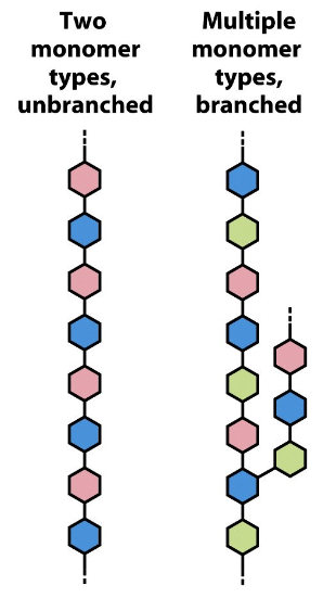 <p>two or more monosaccharides;&nbsp;may be branched or unbranched</p>