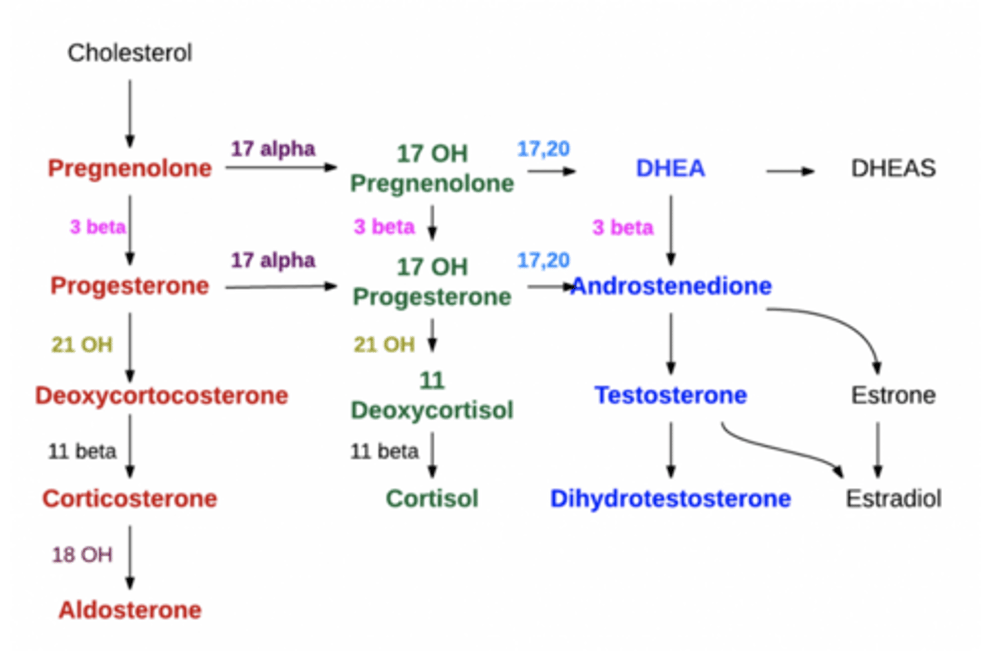 <p>steroid hormone synthesis, 1,25-dihydroxycholecalciferol (vitamin D3) is not depicted, but is also steroid hormone...note the enzymes involved in the conversion:</p>