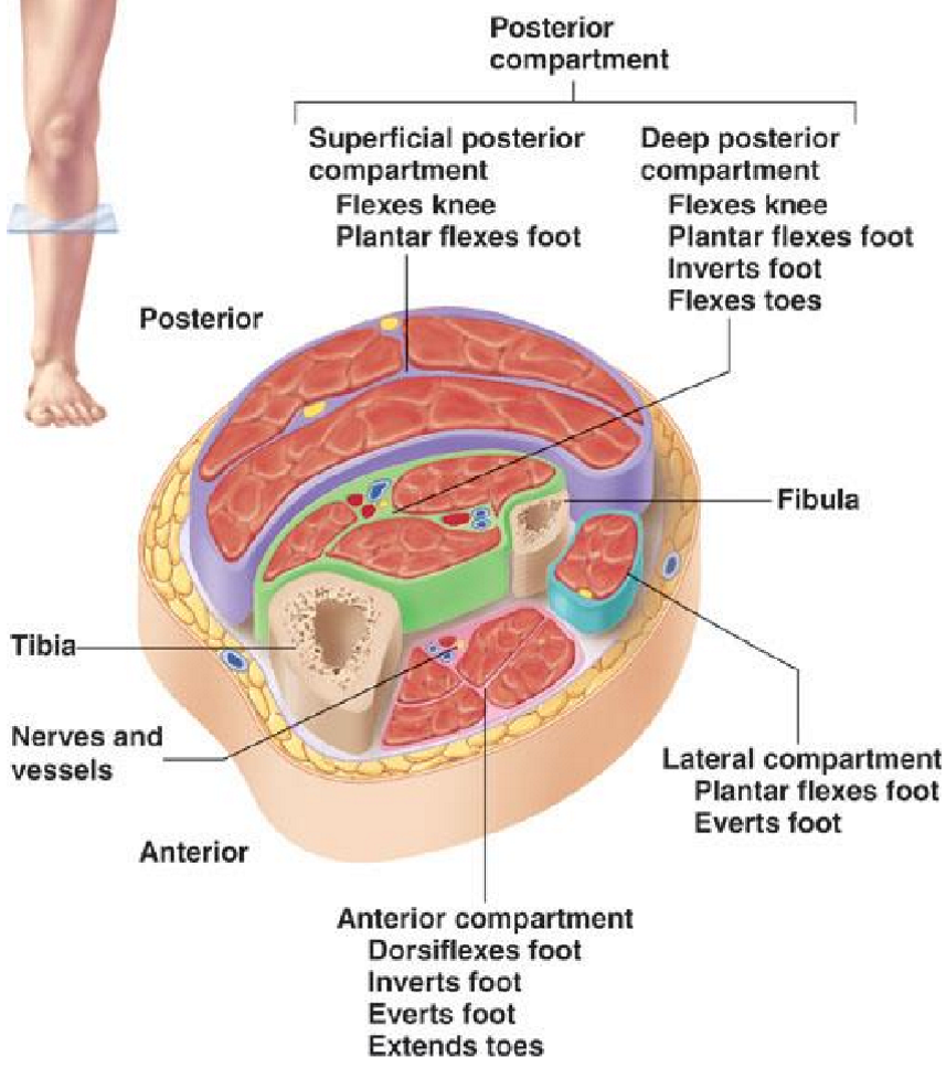 <ul><li><p>Largest compartment, with superificial + deep groups</p></li><li><p><strong>3 Superificial Muscles:</strong> their fascia merge into <strong>calcaneal tendon</strong> (achilles tendon)</p><ul><li><p><strong>Gastrocnemius:</strong> 2 heads, most superficial</p></li><li><p><strong>Soleus:</strong> deep to gastrocnemius</p></li><li><p><strong>Plantaris:</strong> small, high muscle (extends from heel-ish to back of knee ish)</p><ul><li><p><strong>Movement: plantar flexion</strong></p></li></ul></li></ul></li><li><p><strong>Deep muscles:</strong></p><ul><li><p><strong>Movement:</strong> plantar flexion, inversion, flexion of toes</p></li></ul></li></ul><p></p><p></p>