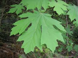 <p><u>Acer macrophyllum</u>, Sapindaceae</p>