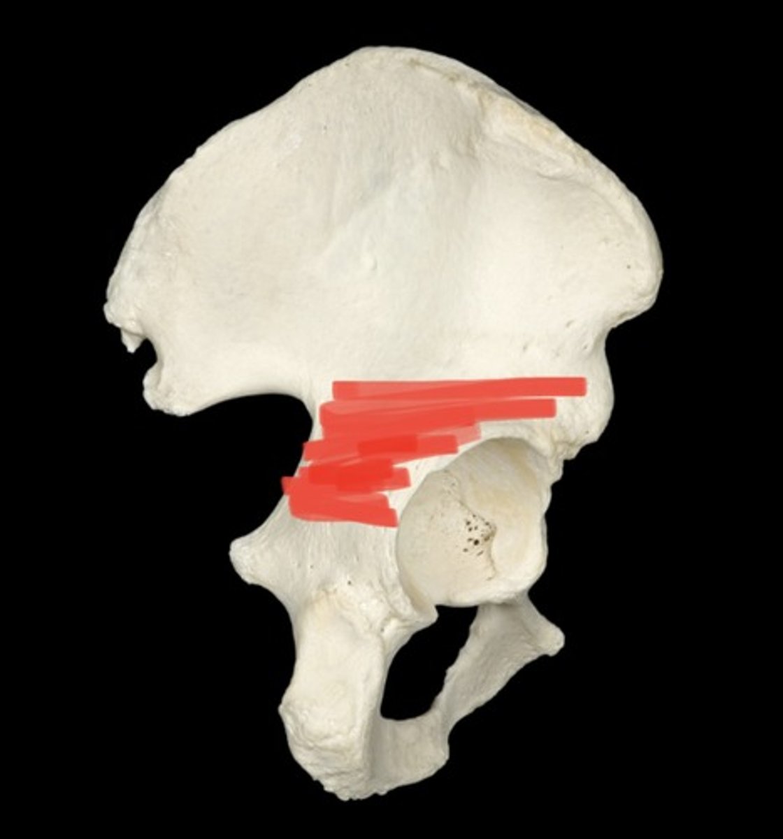 knowt flashcard image