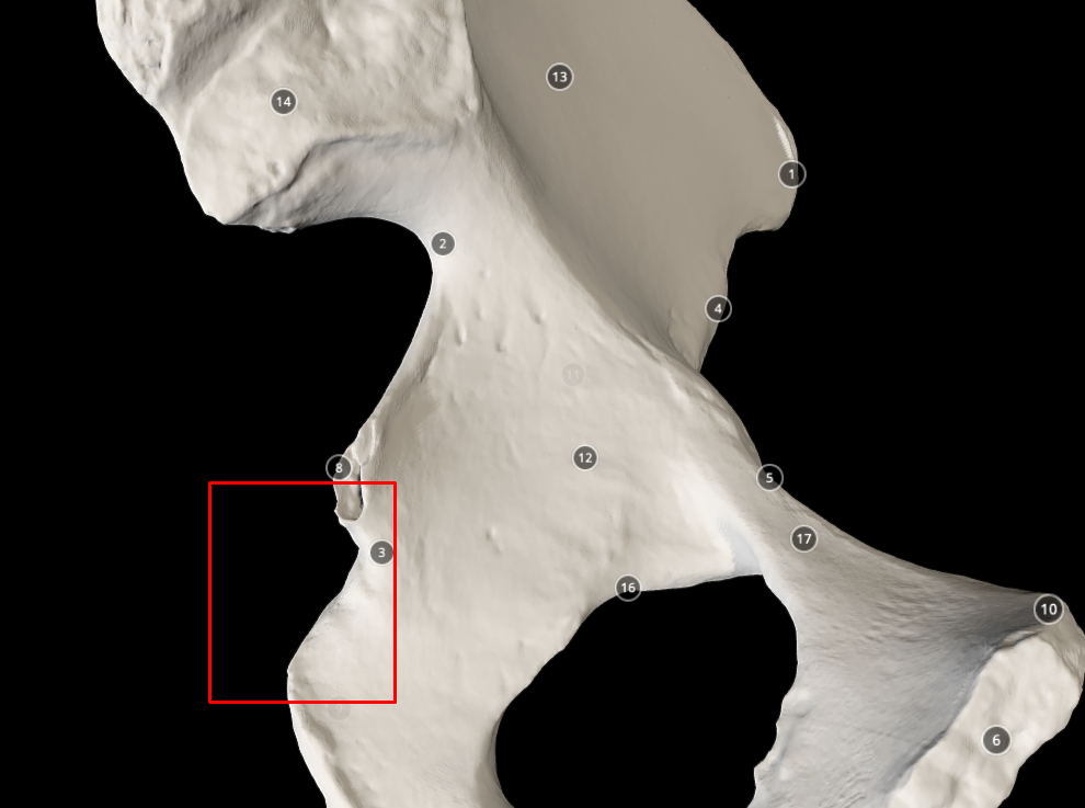 <p>lesser sciatic notch</p>