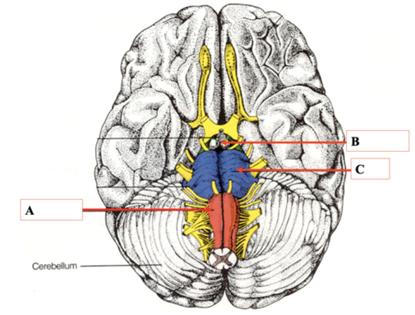<p>Identify C.</p>