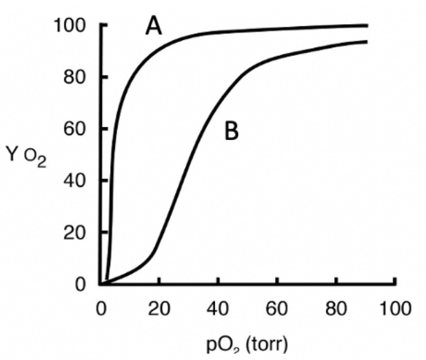 <p>In the graph below, A is representative of a myoglobin oxygen binding curve and B is representative of a hemoglobin binding curve.</p>