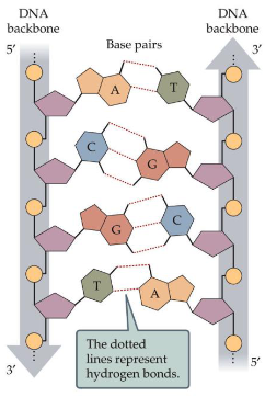 <ul><li><p>double strand </p></li><li><p>strands, hydrogen bonds </p></li></ul><p></p>