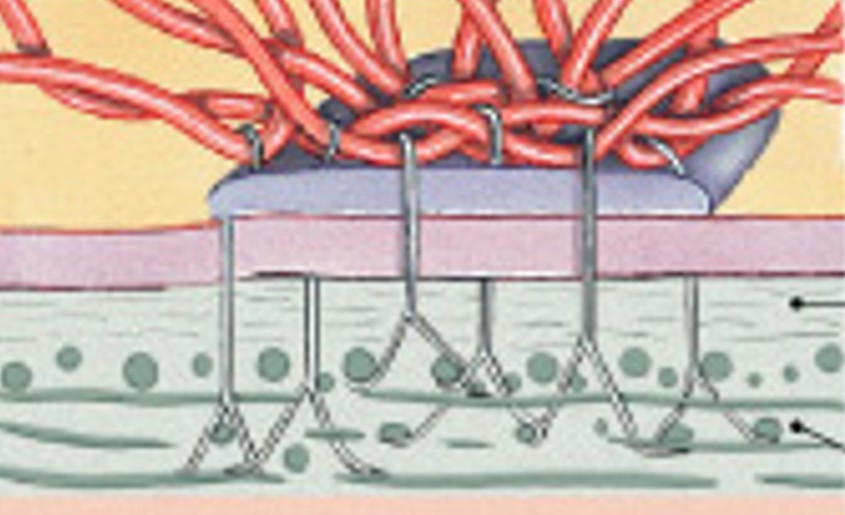 <p>Which type of junction is:</p><ul><li><p>Half button</p></li><li><p>Resists stretching and twisting</p></li><li><p>Cell to basement membrane</p></li></ul><p></p>