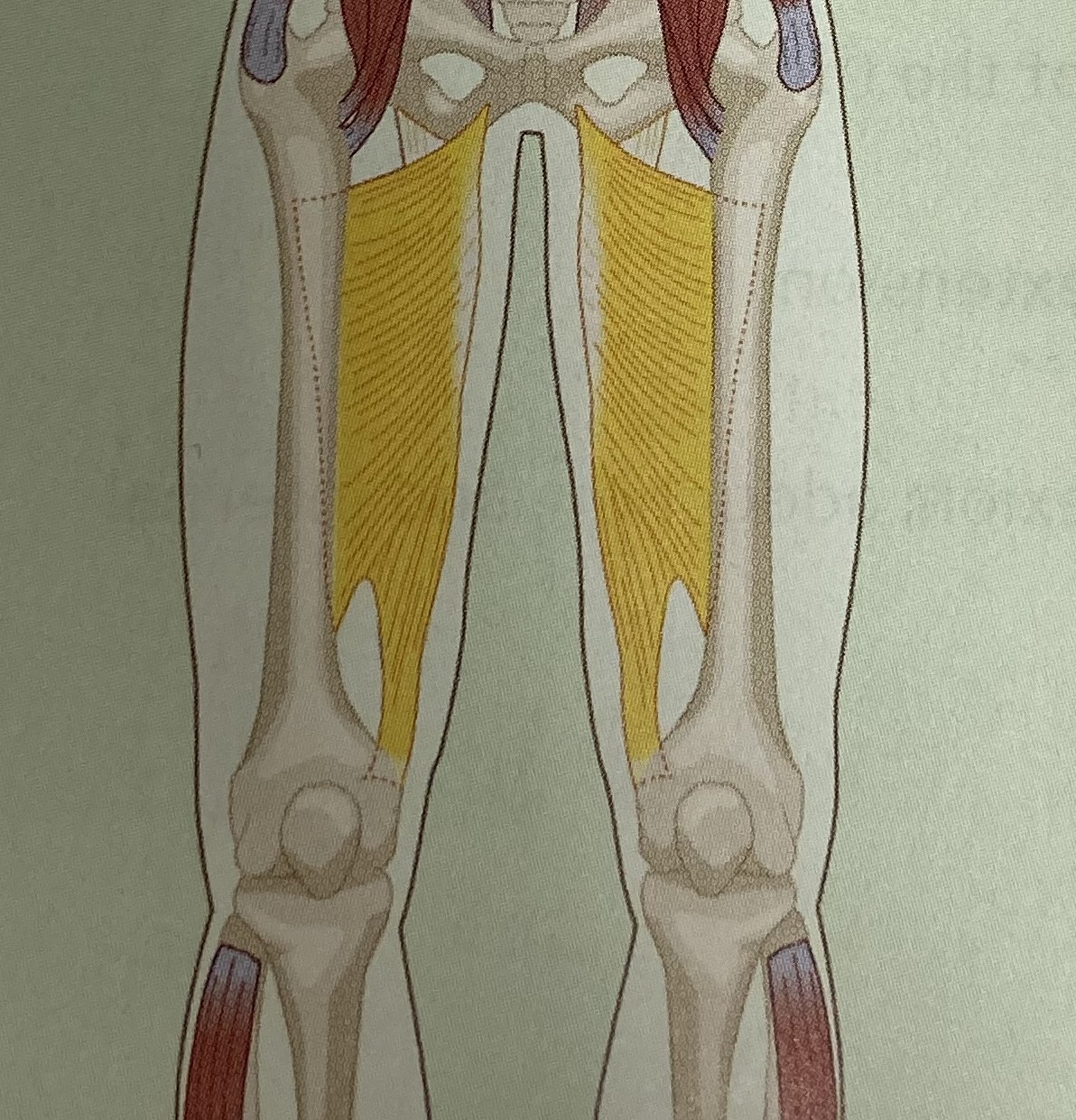 <ul><li><p>category: hip musculature</p></li><li><p>origin: ischial ramus of the pelvis</p></li><li><p>insertion: linea aspera of the femur</p></li><li><p>isolated function: concentric hip adduction, flexion, and internal rotation</p></li><li><p>integrated function: eccentric hid abduction, extension, and external rotation</p></li><li><p>stabilizes the LPHC</p></li></ul><p></p>
