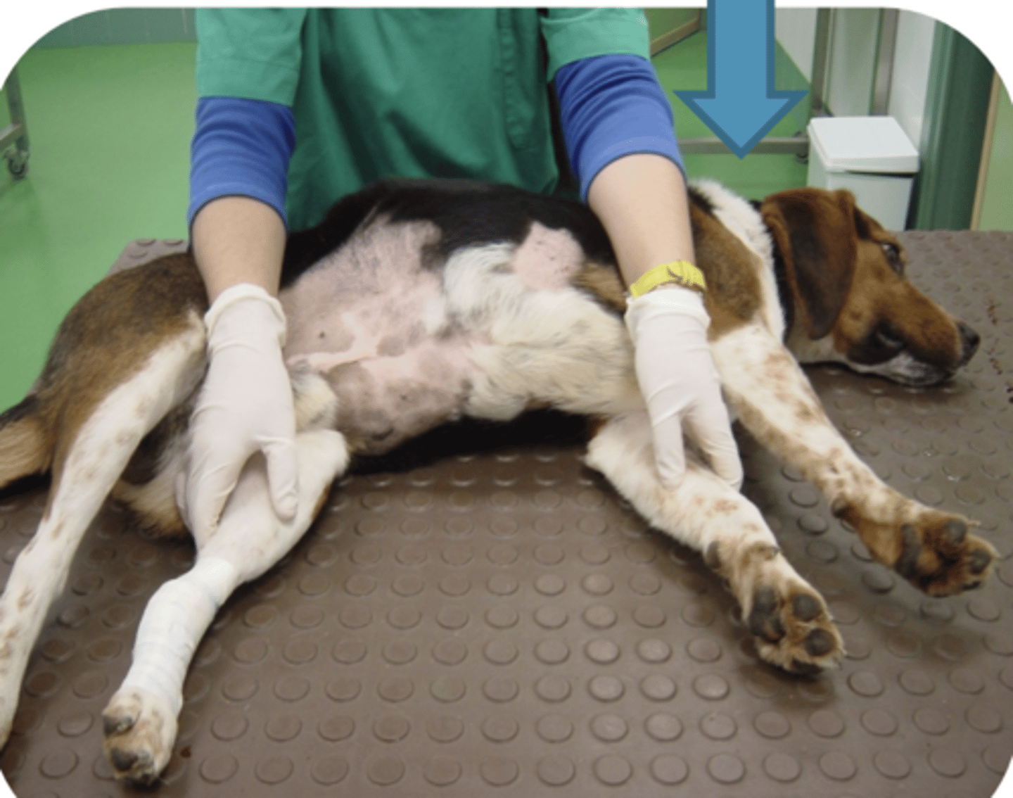 <p>how do we perform a lateral decubitus?</p>