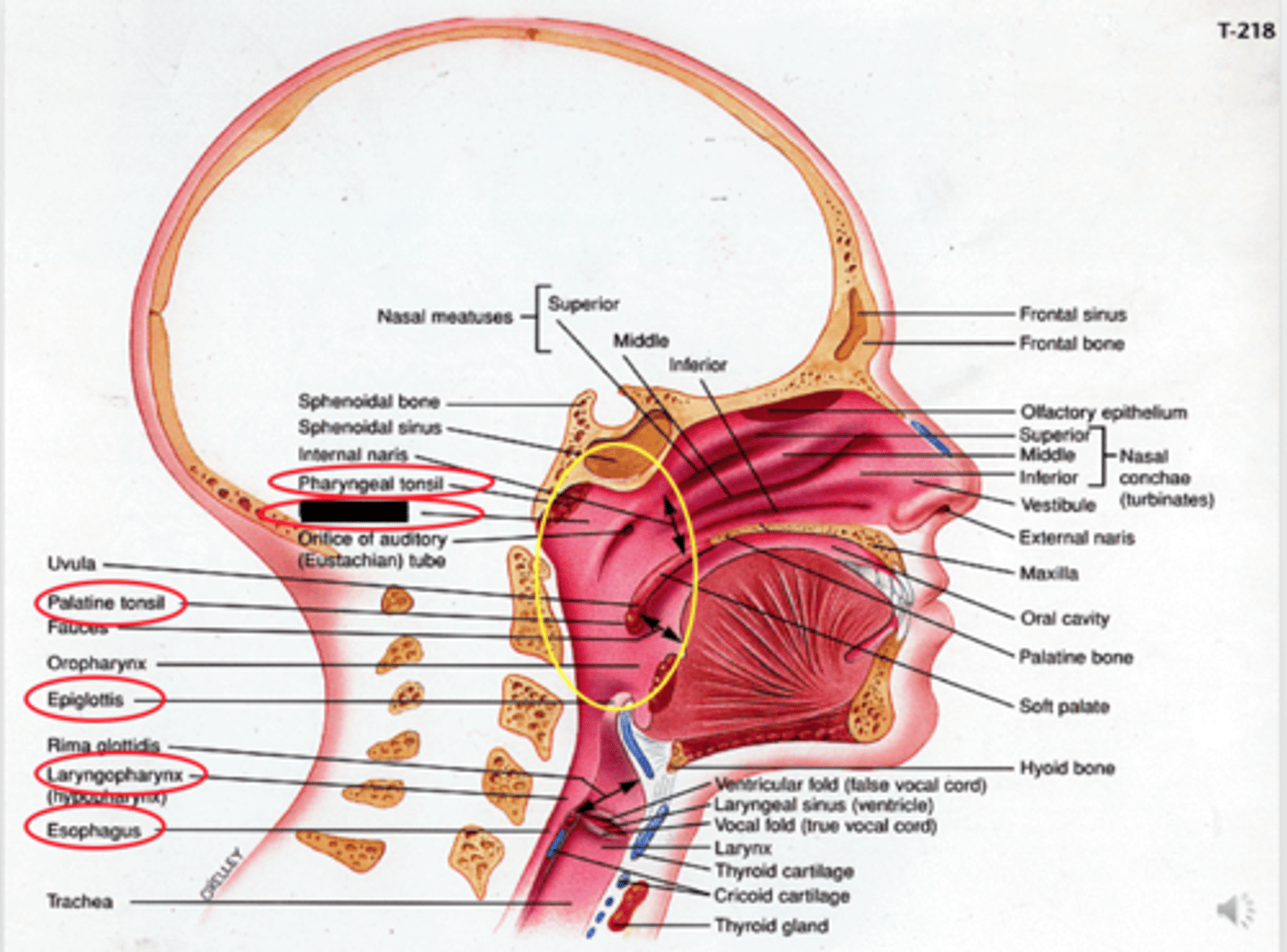 knowt flashcard image
