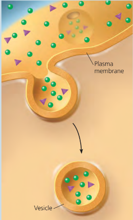 <p>when a cell “gulps” droplets of extracellular fluid containing necessary molecules into tiny vesicles </p>