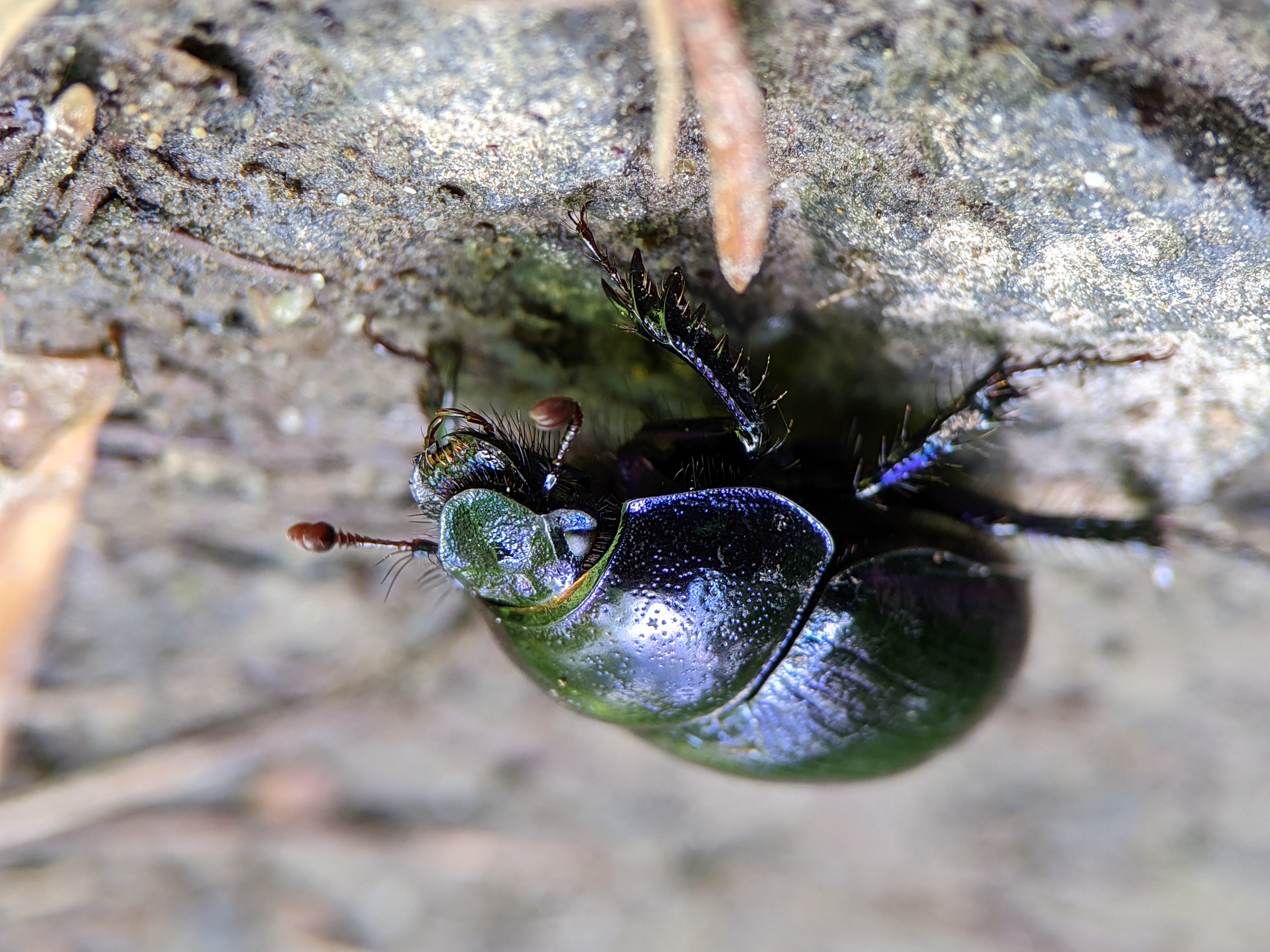 <p>Dung beetles</p><p>e.g. <em>Anoplotrupes stercorosus</em></p><p>Stridulation</p>