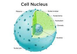 <p>controls most cell activities and contains DNA</p>