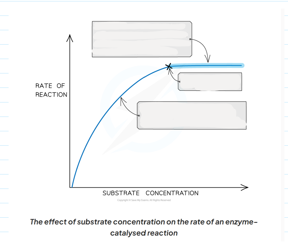 <p>1.10 what apparatus are needed for the core practical to investigate the affect of pH on enzymes. (10 things)</p>