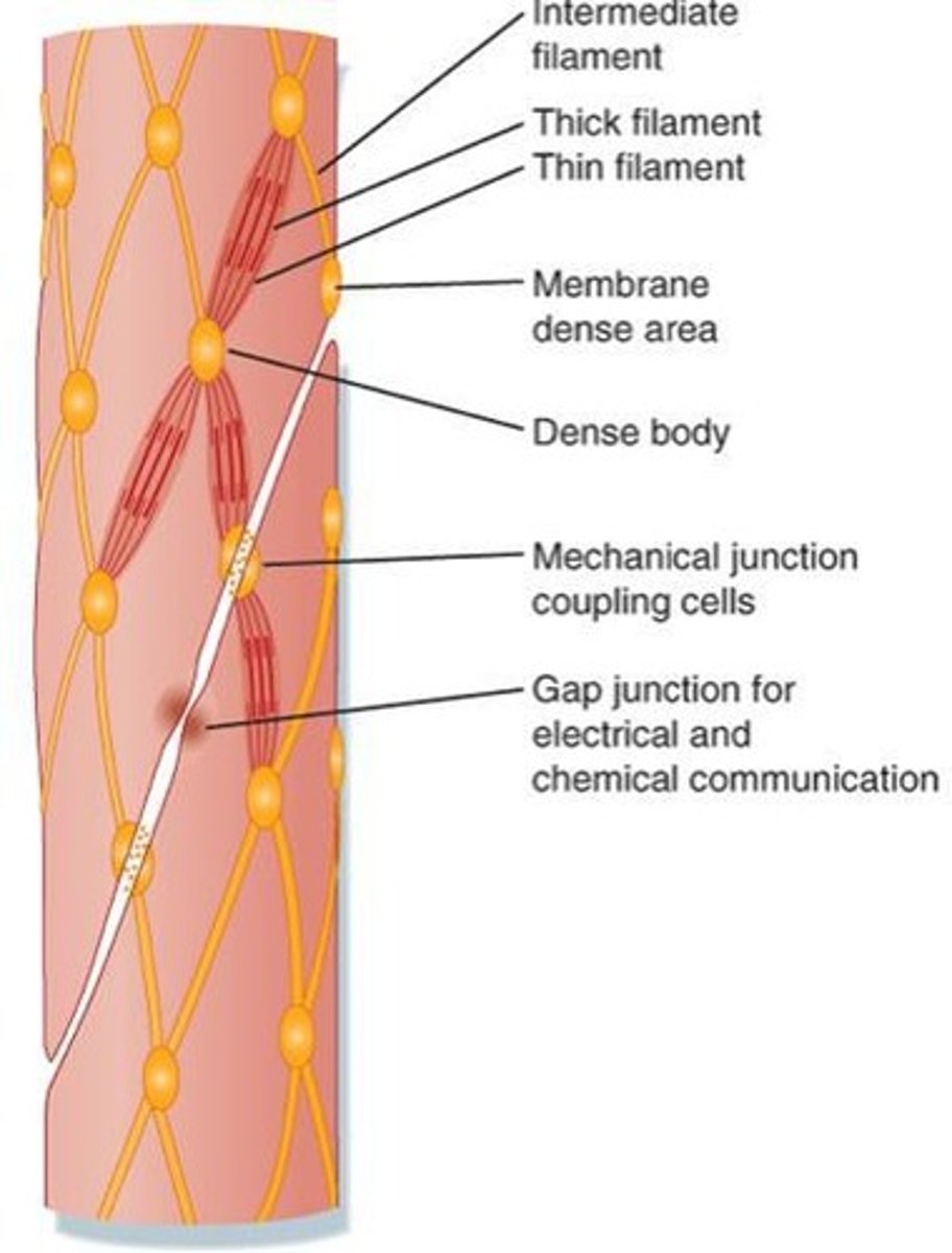 <p>They consist of cytoskeletal actin, contractile actin, myosin, and dense bodies.</p>