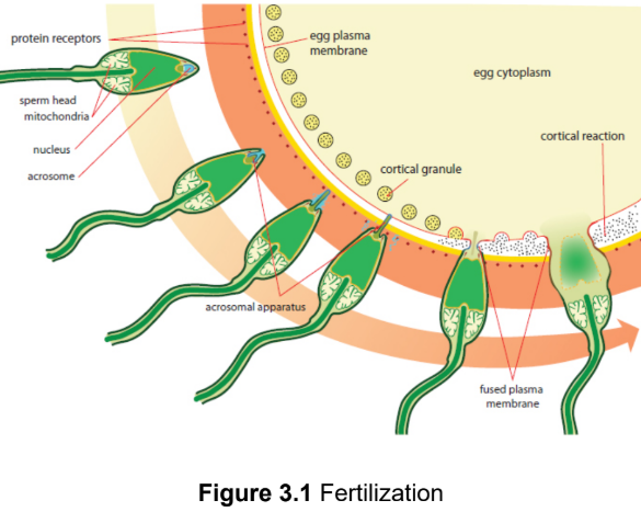 <p>tube-like structure when sperm comes into direct contact with the secondary oocyte’s cell membrane</p>