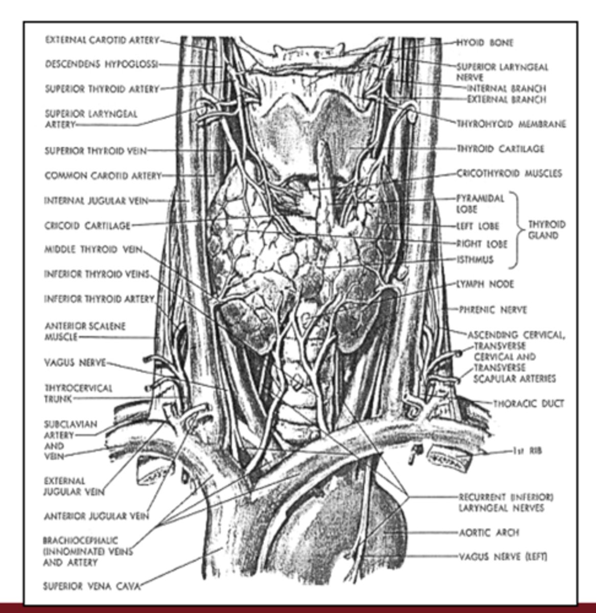 <p>it is located below the larynx and draped over the trachea in the neck</p>