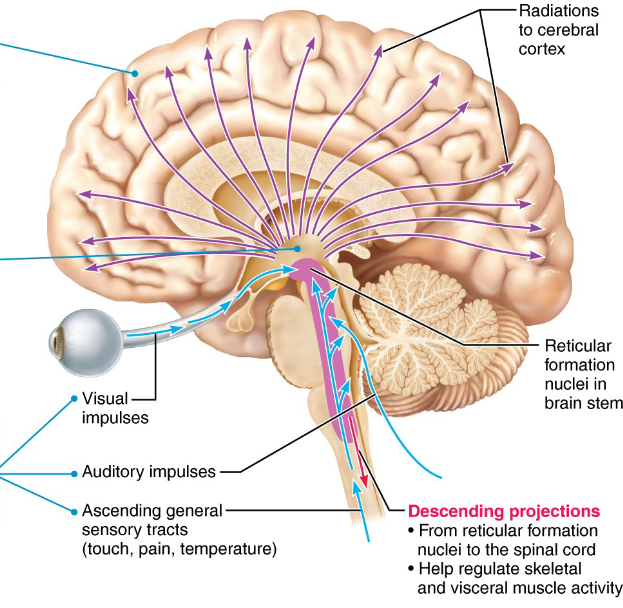 <p>- Group of 100 nuclei scattered throughout the medulla, midbrain, and pons that function in somatic motor control, autonomic control, arousal, and pain modulation</p><p>- Reticular Activating System (RAS) filters out the unwanted stimuli</p>