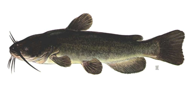 <p>Ameiuris nebulosus</p>