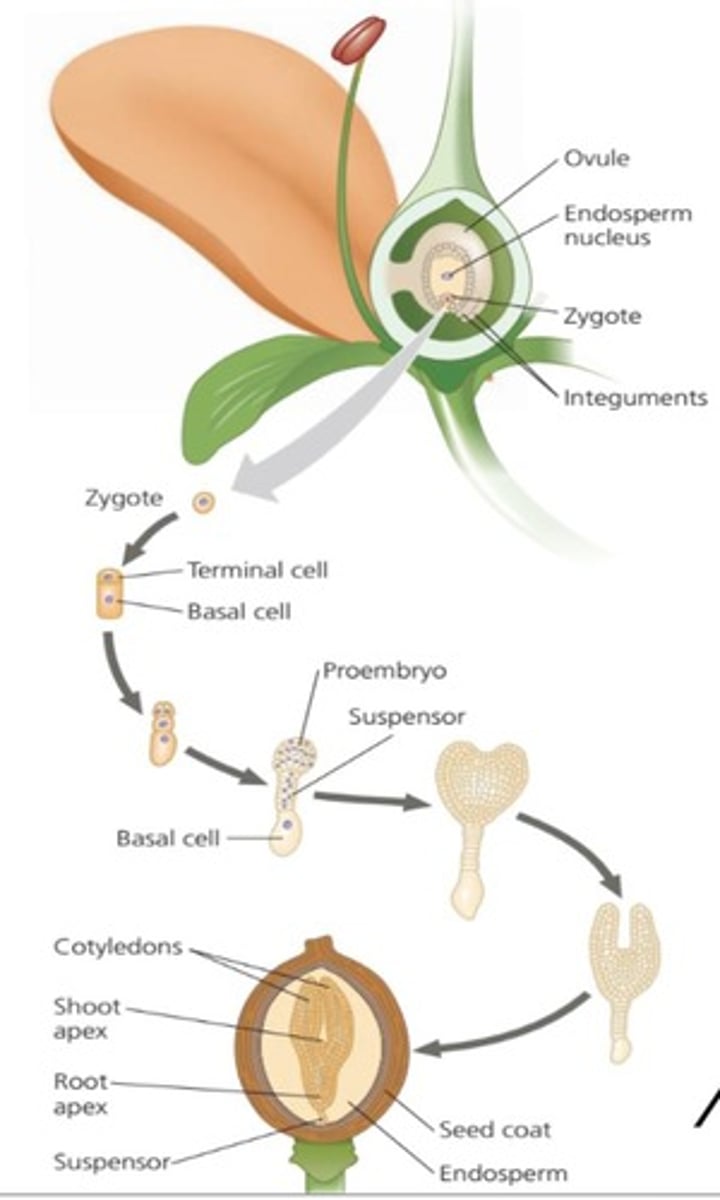 <p>Zygote undergoes mitotic division and gives rise to terminal and basal cell.</p>