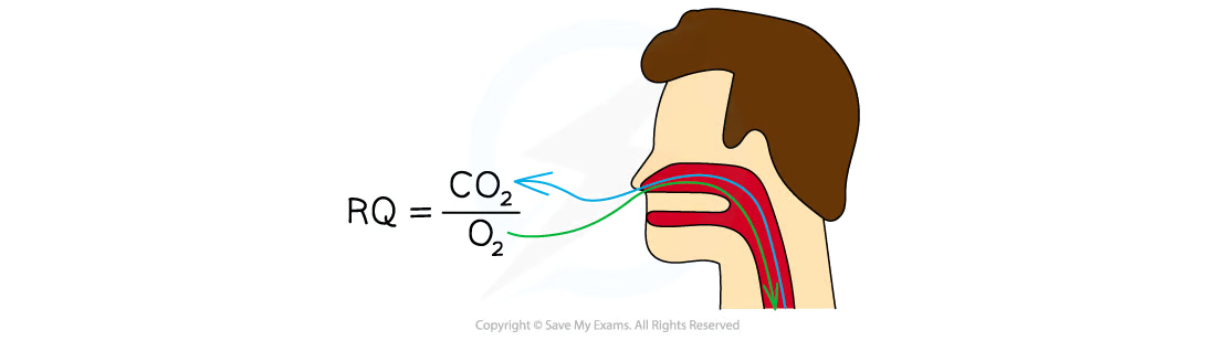 <p><span> co2/o2</span></p>