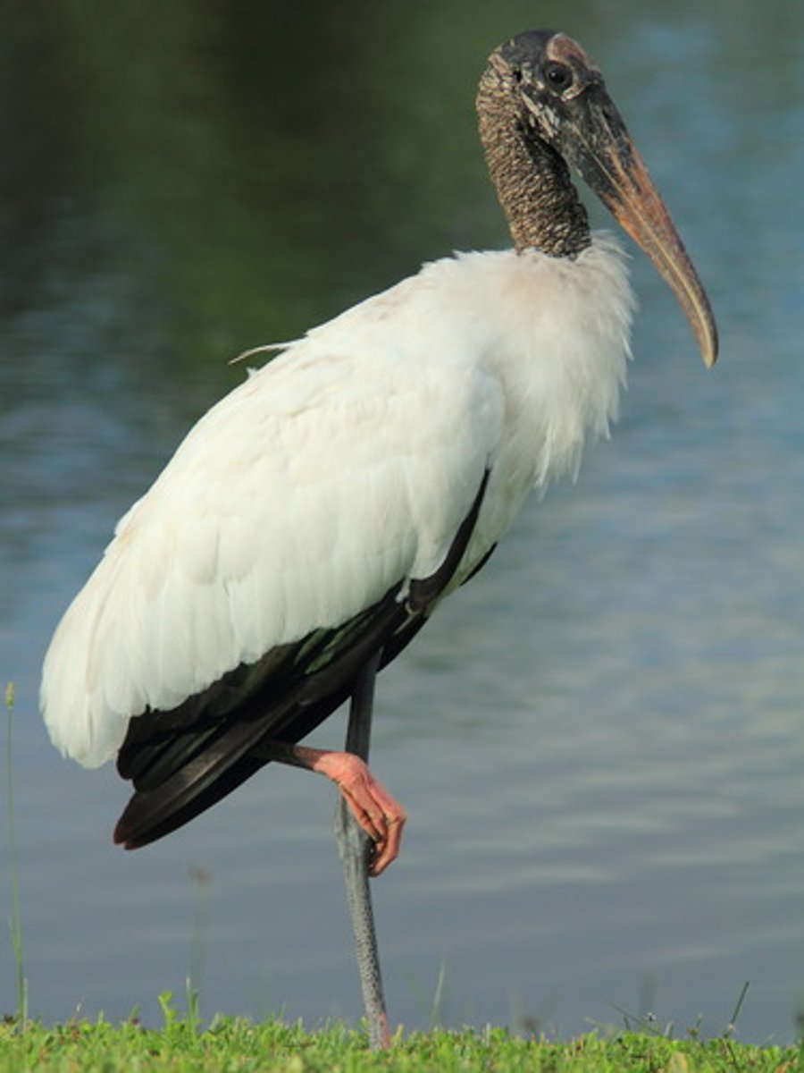 <p>Wading in shallow waters with an open beak</p>