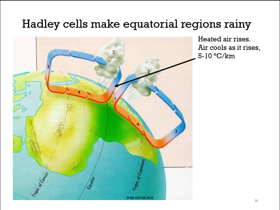 <p>Hot air at the EQUATOR rises away from the earth’s surface & cools as it rises (5-10 k/ degree celcius)</p><p>When it rains the rain drops warm as they fall</p>