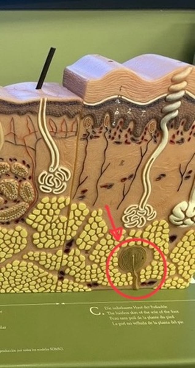 <p>Detects high frequency vibrations</p>