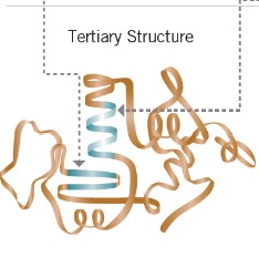 <ul><li><p>becomes active proteins</p></li><li><p>the shape the molecule takes when the helix twists and folds around itslef</p></li></ul>