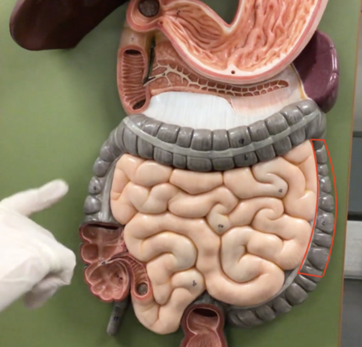 knowt flashcard image