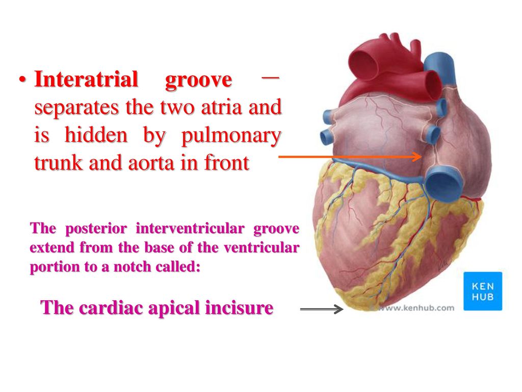 * covered anteriorly by the ascending aorta and the main pulmonary artery
* visible to the right of the heart as a fatty line between the superior vena cava and right superior pulmonary vein
