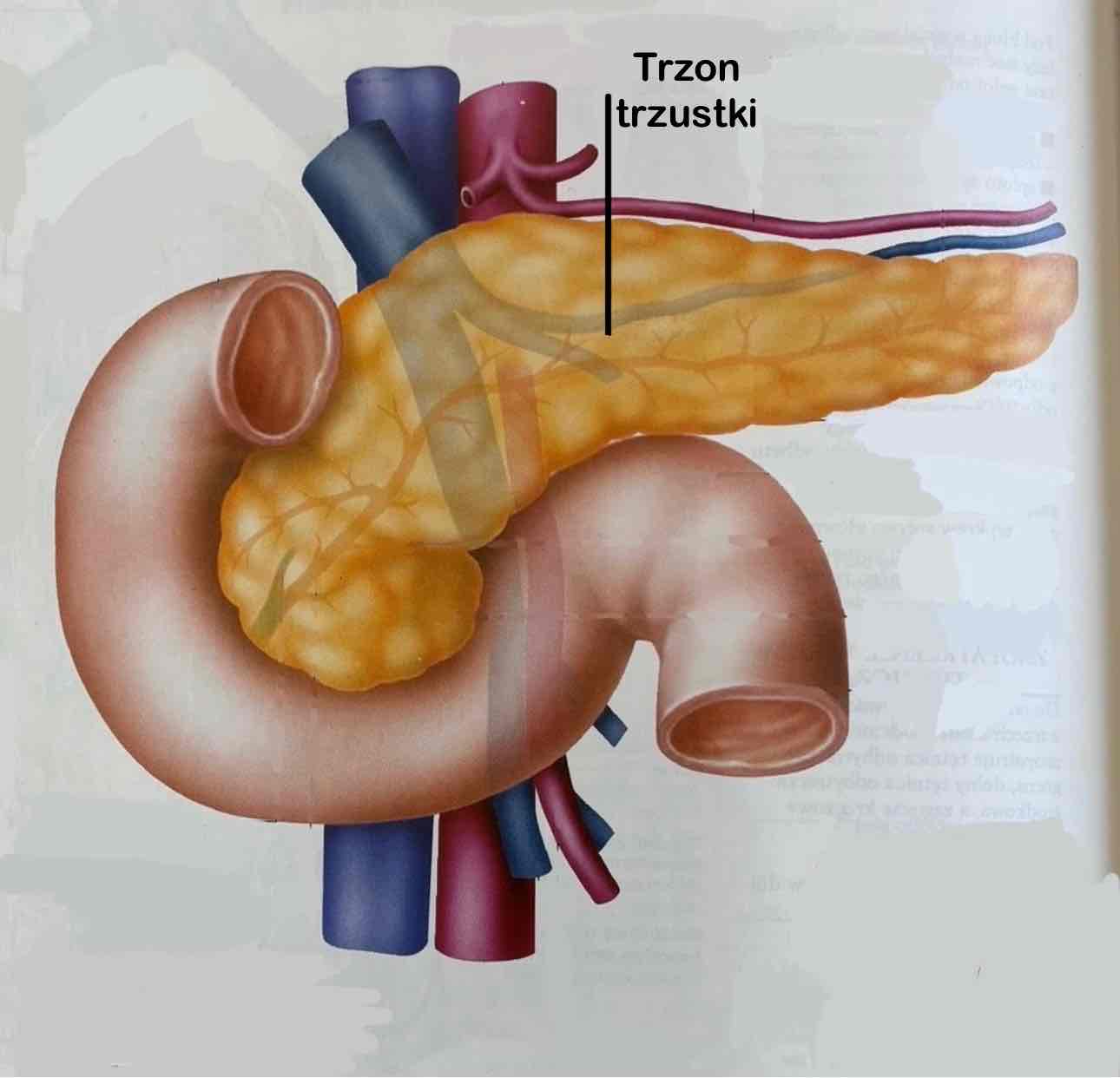 <p>Corpus pancreatis </p>