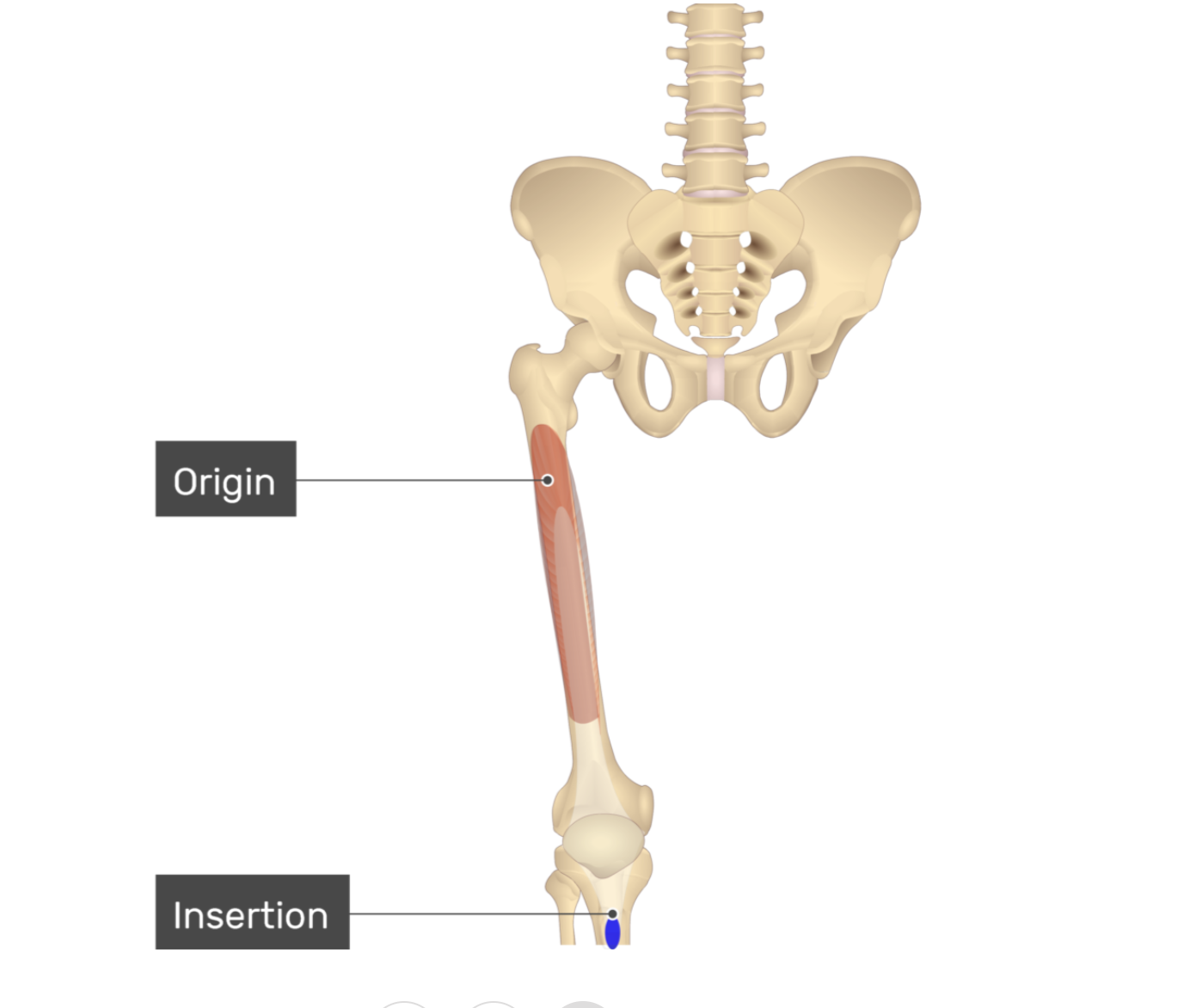 <p>vastus intermedius</p>