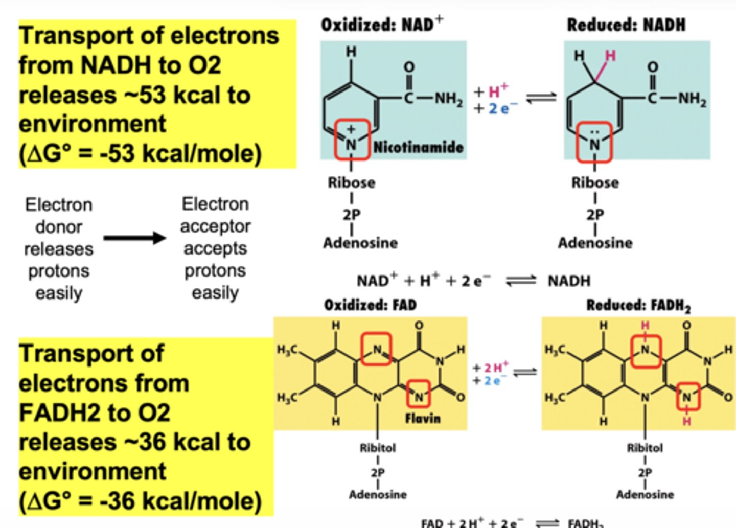 <p>releases ~53 kcal to env</p><p>∆G = 153 kcal/mole</p><p>e- donor releases protons easily → e- acceptor accepts protons easily</p>