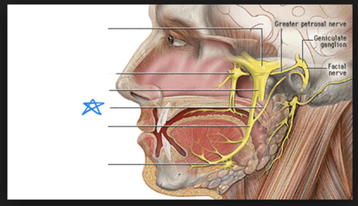 <p>taste to anterior 2/3 of tongue and innervation of sublingual and submandibular glands</p>