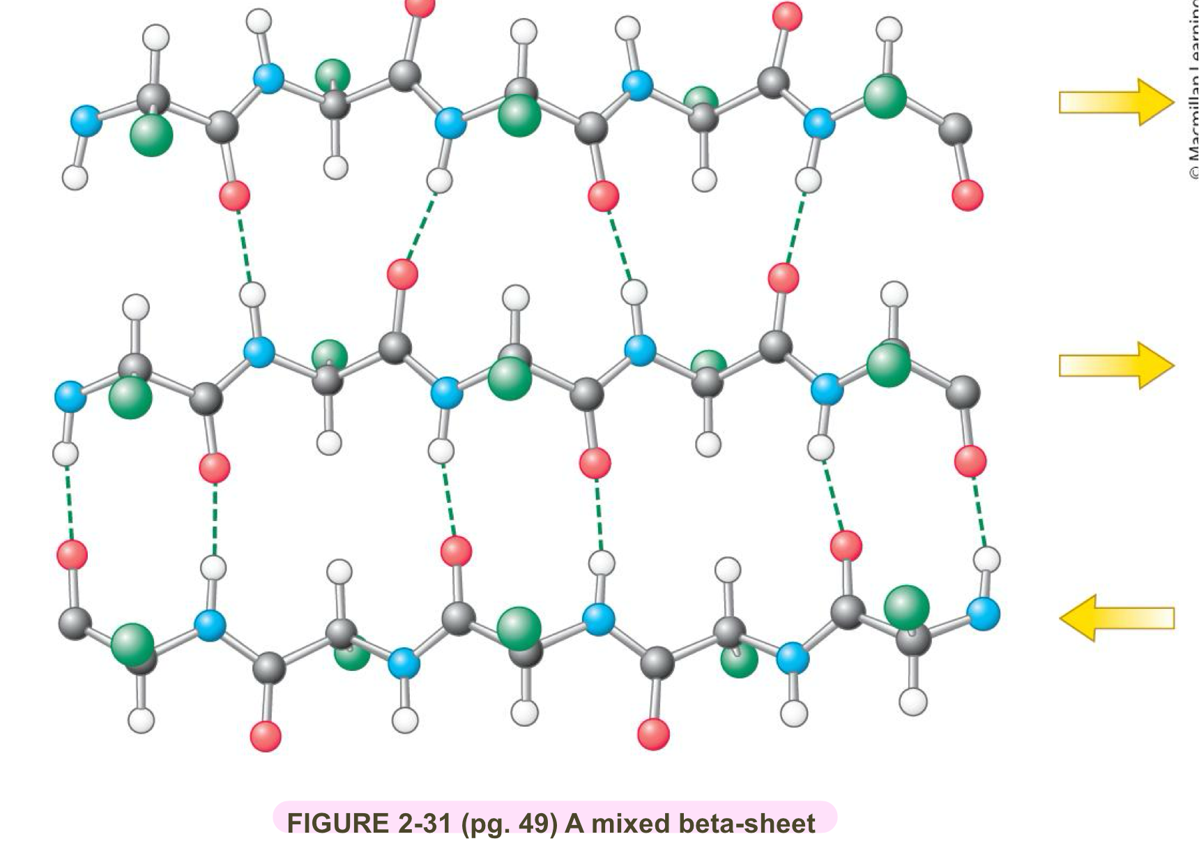 <ul><li><p>B-sheets can be mixed (i.e both parallel and anti-parallel B-stands)</p></li><li><p>B-sheets cna be flat or twistied </p></li><li><p>the distance between B-strands in primary strucutre a.a can be small or large </p></li><li><p>B-strands can be large or small </p></li><li><p>B-strand can be shown as borad arrows pointing to C-terminal end </p></li><li><p>both can be built on itself to form a beta barrel </p></li></ul><p></p>
