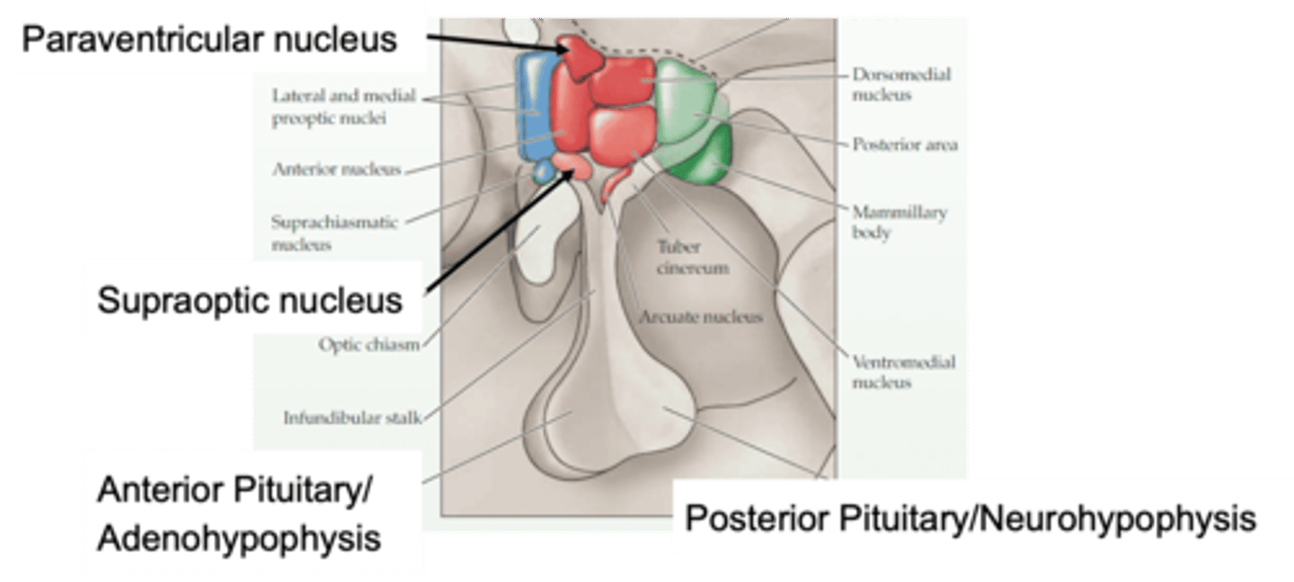 <p>The hypothalamus is linked to the pituitary by a _______________ ______ (infundibular stalk)</p>