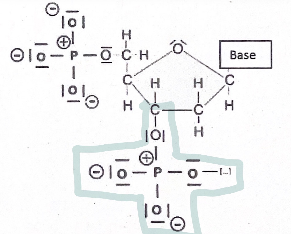 <ul><li><p>chem. Gruppe: 5’-Ende trägt eine <strong>freie Phosphatgruppe</strong></p><p>→ C5 &amp; C3-Atom tragen eije Phosphatgruppe</p></li><li><p>die Phosphatgruppe ist mit dem 5. C-Atom des Zuckermoleküls verbunden</p></li></ul><p></p>
