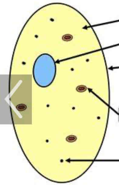 <p>What type of cell is this</p>