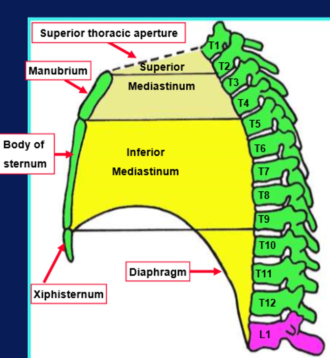 <p>anteriorly - sternum</p><p>posteriorly - thoracic vertebral column</p><p>superiorly - thoracic inlet and root of the neck</p><p>inferiorly - diaphragm</p>