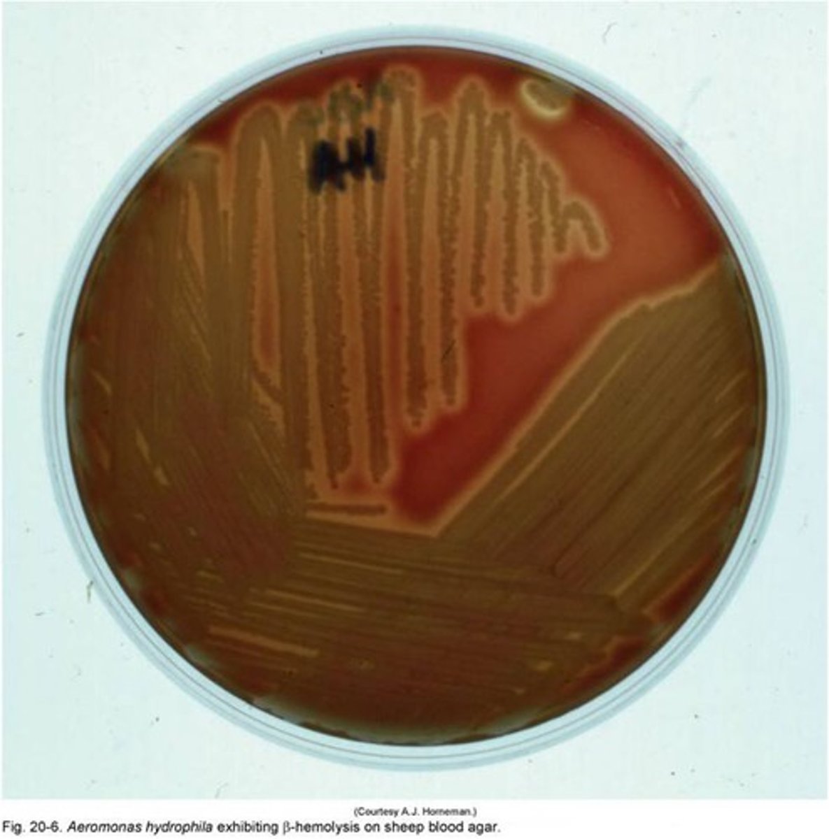 <p>Most are beta-hemolytic</p>