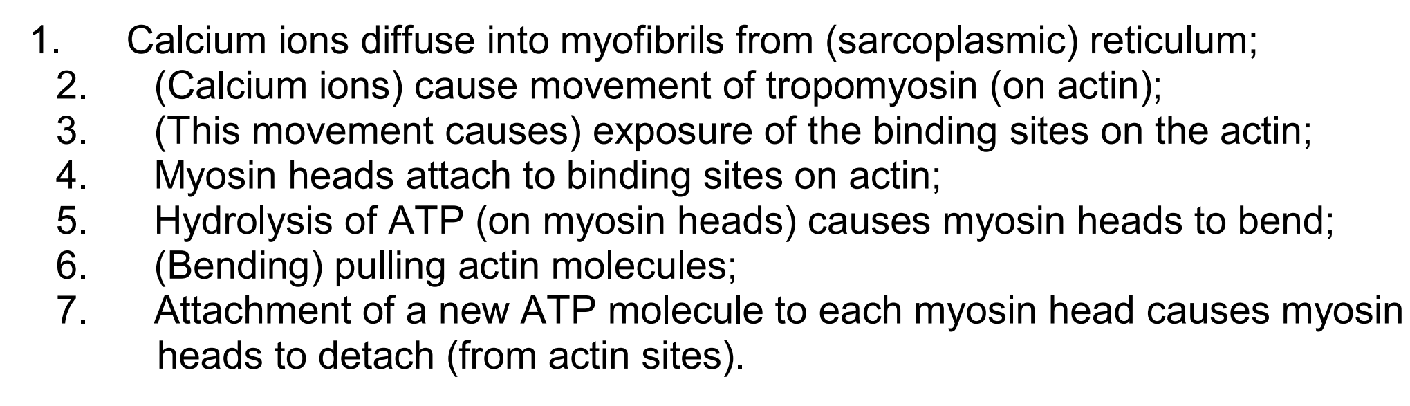 <ol><li><p>Calcium ions released by the sacroplasmic reticulum causes the tropomyosin to move away from the actin binding sites.</p></li><li><p>The myosin head then attaches to one of the binding sites on actin (actinomyosin bridge)</p></li><li><p>ADP and Pi are released from the head, causing a power stroke where myosin head moves actin to M line</p></li><li><p>The myosin head binds to new ATP molecule and dettaches from actin</p></li><li><p>Myosin head hydrolyses the ATP and returns to starting position</p></li></ol><p>The picture steps are most accurate</p><p></p>