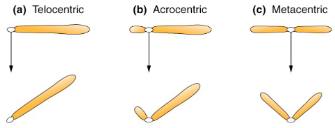 <ul><li><p><span style="background-color: transparent;"><span>Metacentric: centromere in middle (equal arms).</span></span></p></li><li><p><span style="background-color: transparent;"><span>Acrocentric: centromere near end (one very short arm). </span></span></p></li><li><p><span style="background-color: transparent;"><span>Telocentric: centromere at end (does NOT occur in humans).</span></span></p></li></ul><p></p>