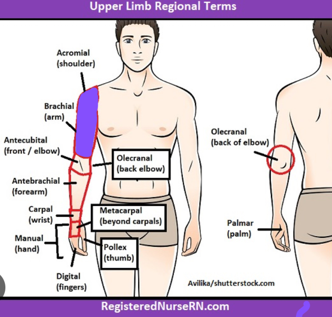 <p>Encompassing the upper arm</p>