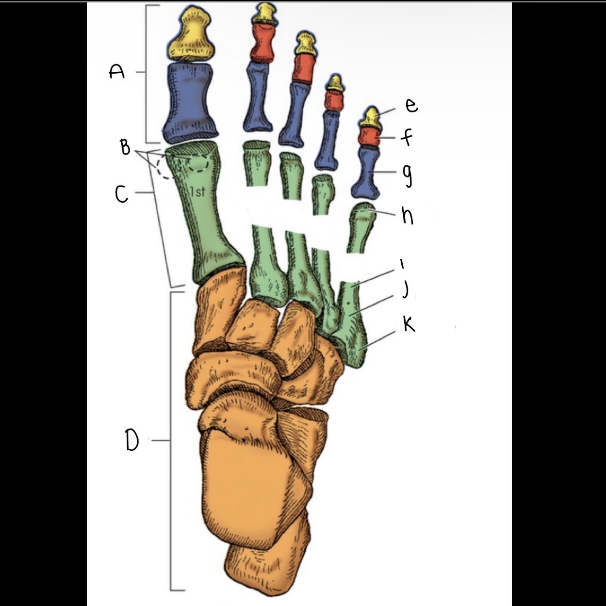 <p>What is letter I pointing to?</p>