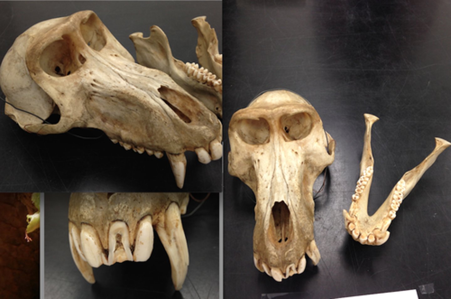 <p>What is the order, suborder, and family?</p>