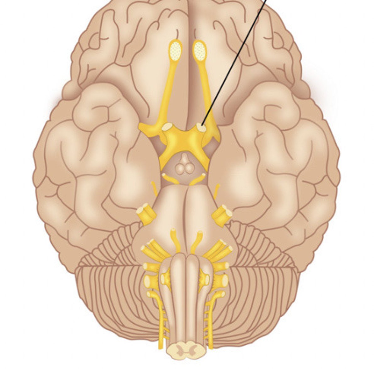 <p>Optic Nerve</p>